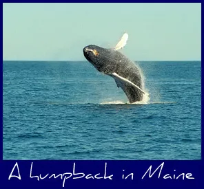humpback-whale-maine