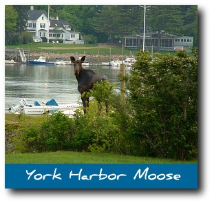moose-pictures-york.jpg